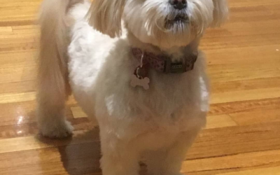Booking a groom for an anxious dog: how to make the day easier