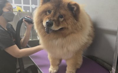 Deshedding double-coated dogs: what it does and when to book one in