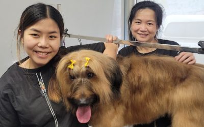 Does your dog need a professional groom, or just a bath at home?