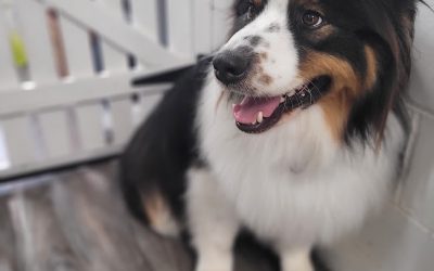Matted dog coats: why brushing isn’t always enough