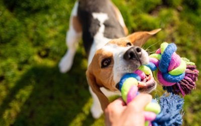 Tug Toys That End Fewer Games Badly