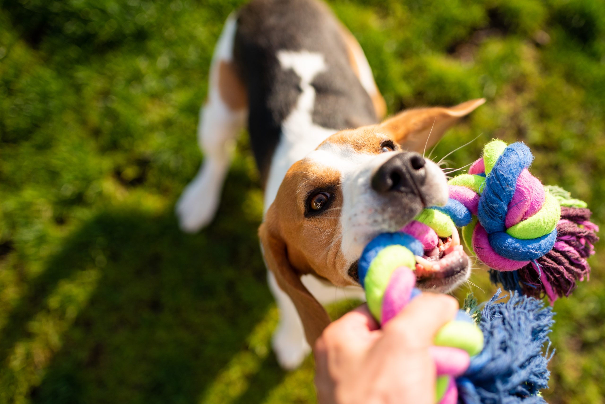 A black dog holding a green toy in its mouth, looking playful and ready to play.
