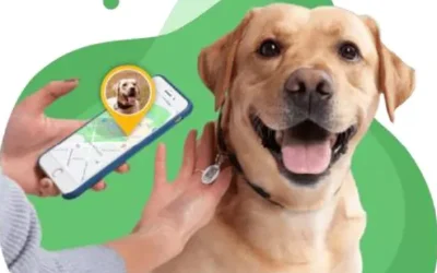 Dog ID tags in Victoria: what the law requires and why a QR tag is worth adding