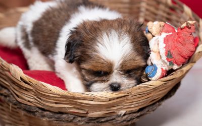 Why your dog ignores most of their toys