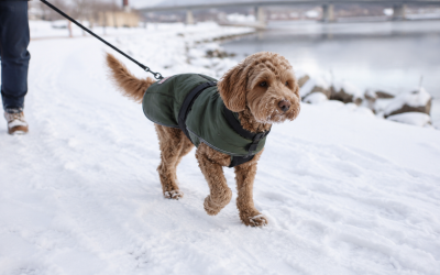 How to choose a winter coat or jumper for your dog